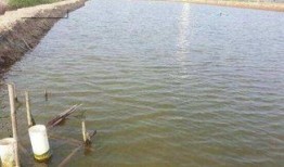 怎样养虾视频,高效养虾技巧全解析