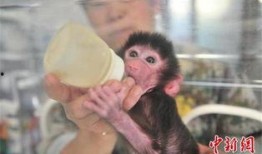 被遗弃的小狒狒视频,温情瞬间引发网友热议