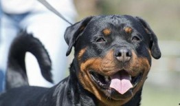 比特犬和藏獒打架视频,生死较量背后的真相