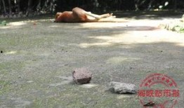 袋鼠跳的视频,活力四溢的动物运动瞬间