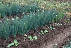 大葱育苗视频,从播种到成苗的实用技巧