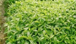 返魂草种植技术视频,视频教程详解