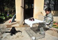 被遗弃的小狒狒视频,温情瞬间引发网友热议