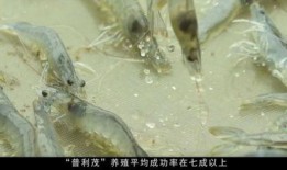 怎样养虾视频,高效养虾技巧全解析