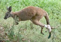 袋鼠跳的视频,活力四溢的动物运动瞬间