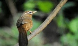 套画眉鸟最新视频,技巧与心得分享