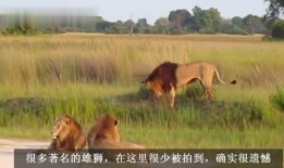 草原七雄狮子联盟视频,七雄共筑狮子荣耀传奇