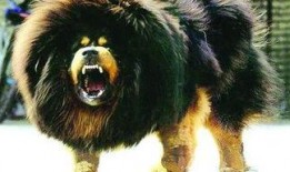 比特犬和藏獒打架视频,生死较量背后的真相