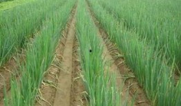 大葱育苗视频,从播种到成苗的实用技巧