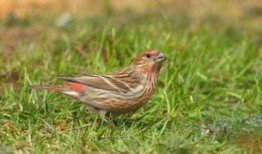 靠山红鸟叫声视频,自然界的音乐盛宴