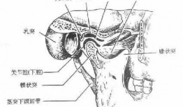 下颌关节脱位复位视频,下颌关节脱位复位操作步骤详解