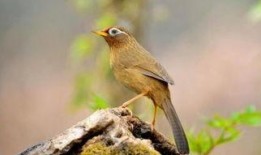 套画眉鸟最新视频,技巧与心得分享